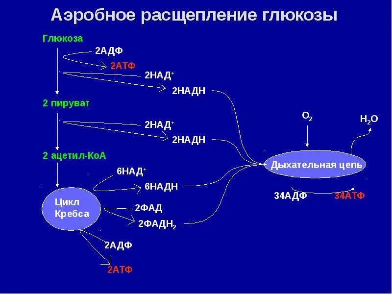 Биосинтез и расщепление. Аэробный распад Глюкозы схема. Общая схема расщепления Глюкозы. Стадии аэробного распада Глюкозы. Этапы аэробного распада Глюкозы биохимия.