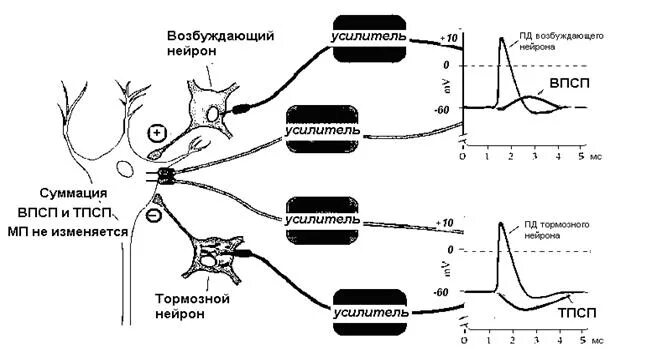 Процесс возбуждения нервных клеток. Суммация постсинаптических потенциалов на мембране нейрона. Схема потенциала действия нервной клетки. Механизм возбуждения нейронов ВПСП. Механизм возбуждения нейронов схема.