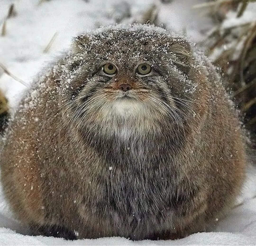 Кот Манул. Сибирский дикий кот Манул. Манул Забайкальский. Манул Забайкальский дикий кот. Густота шерсти манула