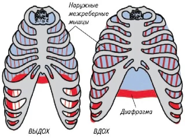 Грудная клетка при вдохе приподнимается. Межреберные мышцы дыхание. Диафрагма при вдохе. Движение диафрагмы при вдохе. Межреберные мышцы и диафрагма.