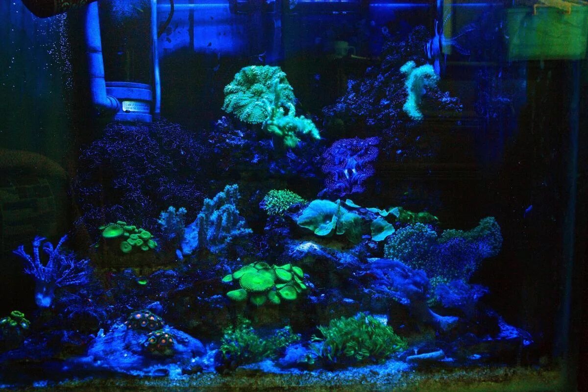 Нужен рыбкам свет ночью. Ночной аквариум. Аквариум ночью. Ночной свет в аквариуме. Морской аквариум ночью.