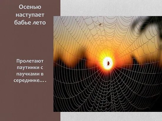 Пролетают паутинки с паучками в серединке. Е. Пролетают паутинки с паучками в серединке. Бабье лето паутина. Красивая паутинка.
