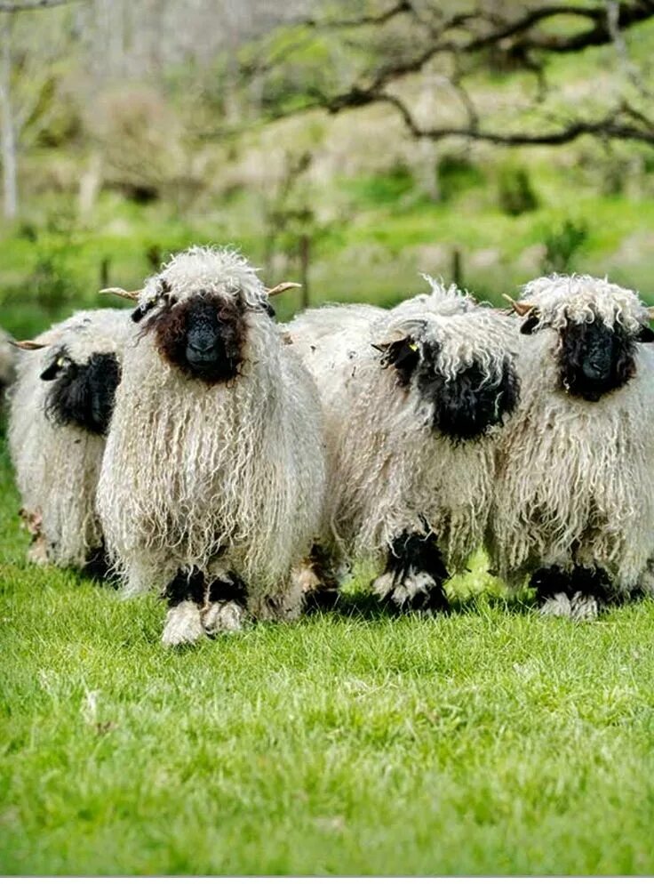 Выражение овца победила лен. Valais blacknose sheep. овцы породы valais blacknose. пушистый ягненок. каракульская овца.