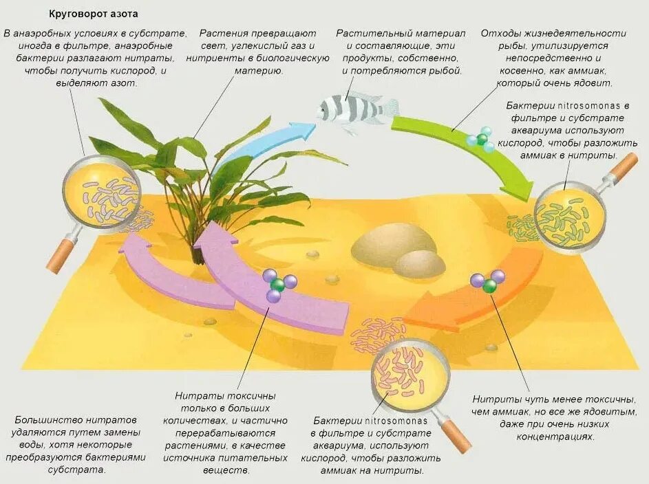 Азотный цикл в аквариуме схема. Круговорот веществ в аквариуме. Круговорот в аквариуме. Круговорот нитратов в аквариуме.