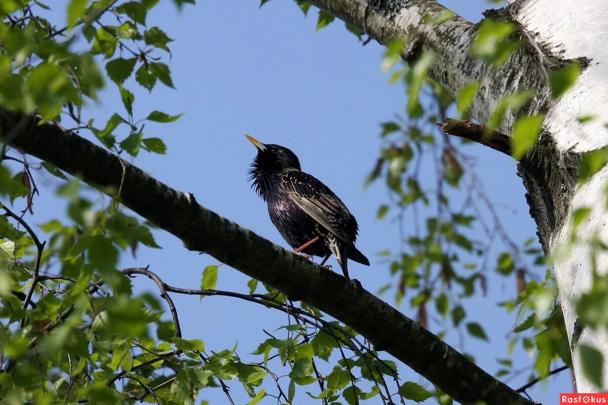 дрозд обыкновенный скворец. говорливого скворца. скворец сибирский. скворцы прилетели. чёрный скворец.