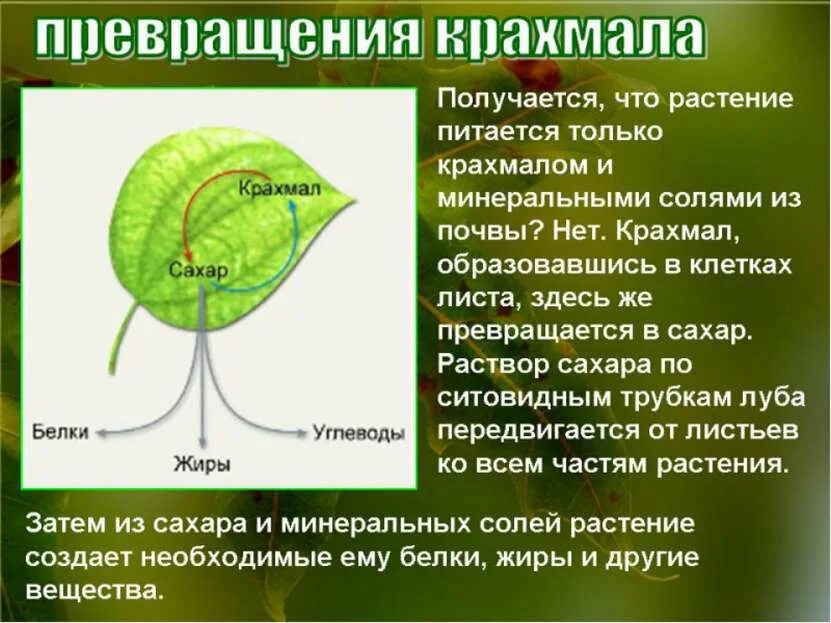 Сообщение на тему фотосинтез 6 класс. Конспект по биологии 6 класс воздушное питание растений фотосинтез. Воздушное питание растений фотосинтез. Воздушное питание растений 6 класс биология. Что такое воздушное питание растений биология 6.