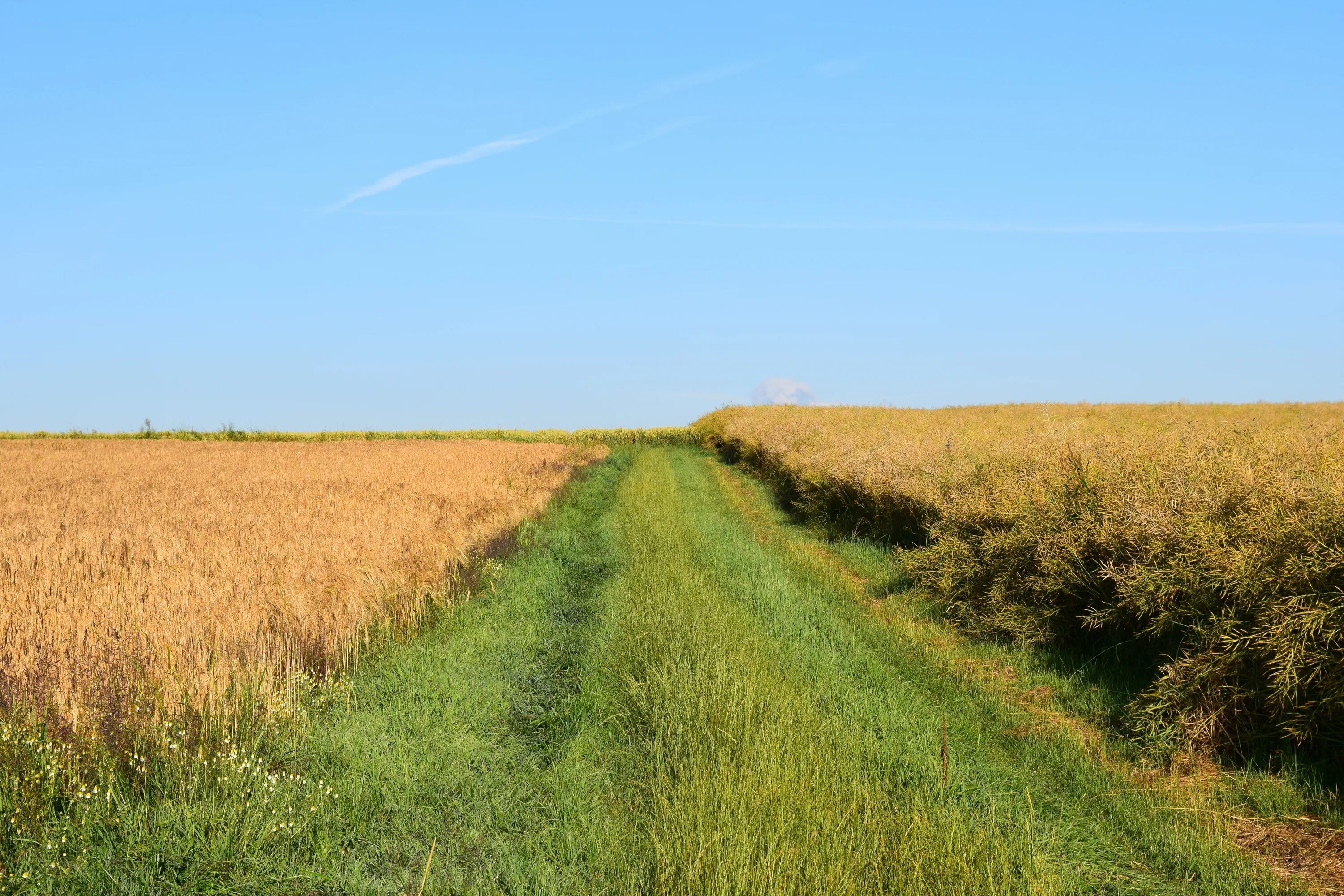 Where field field