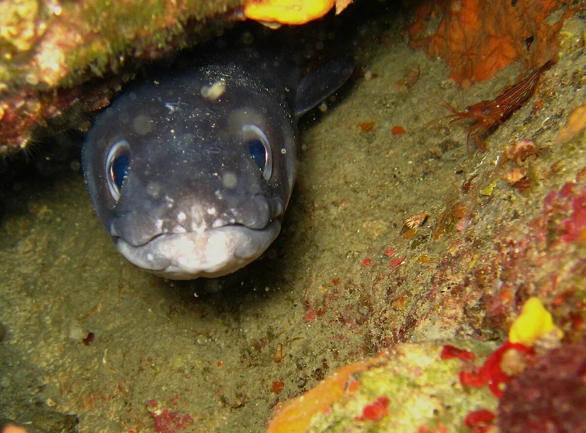 Морской угорь Конгер. Белопятнистый морской угорь. Малоплавниковый угорь. Атлантический Конгер. Рыба морской угорь