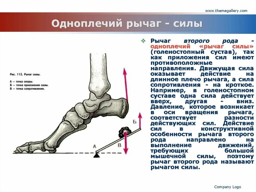 Голеностопный сустав. Голеностопный сустав рычаг. Рычаги первого и второго рода в биомеханике. Закон рычага.