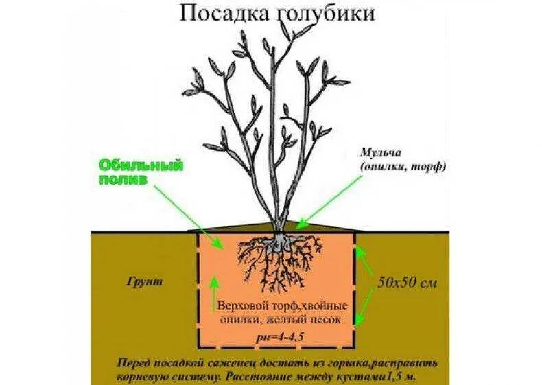 Высота саженца розы 10 см какой высоты. Корневая система голубики садовой. Глубина корневой системы голубики. Высота кустов голубики садовой. Размер ямы для посадки голубики.