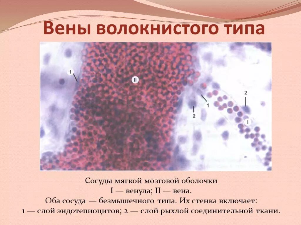 Вены безмышечного типа примеры Тема лекции СЕРДЕЧНОСОСУДИСТАЯ СИСТЕМА Вены лимфатические сосуды Сердце
