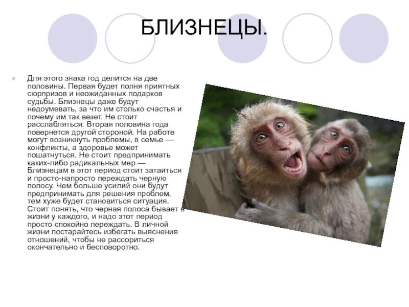 Гороскоп близнец обезьяна
