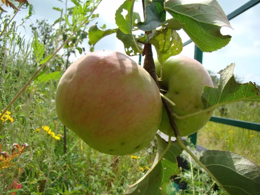 Продам яблони. Яблоня сорт Грушовка Московская. Яблоня летняя Грушовка Московская. Сорт яблони Грушовка. Яблоки Московская Грушовка.