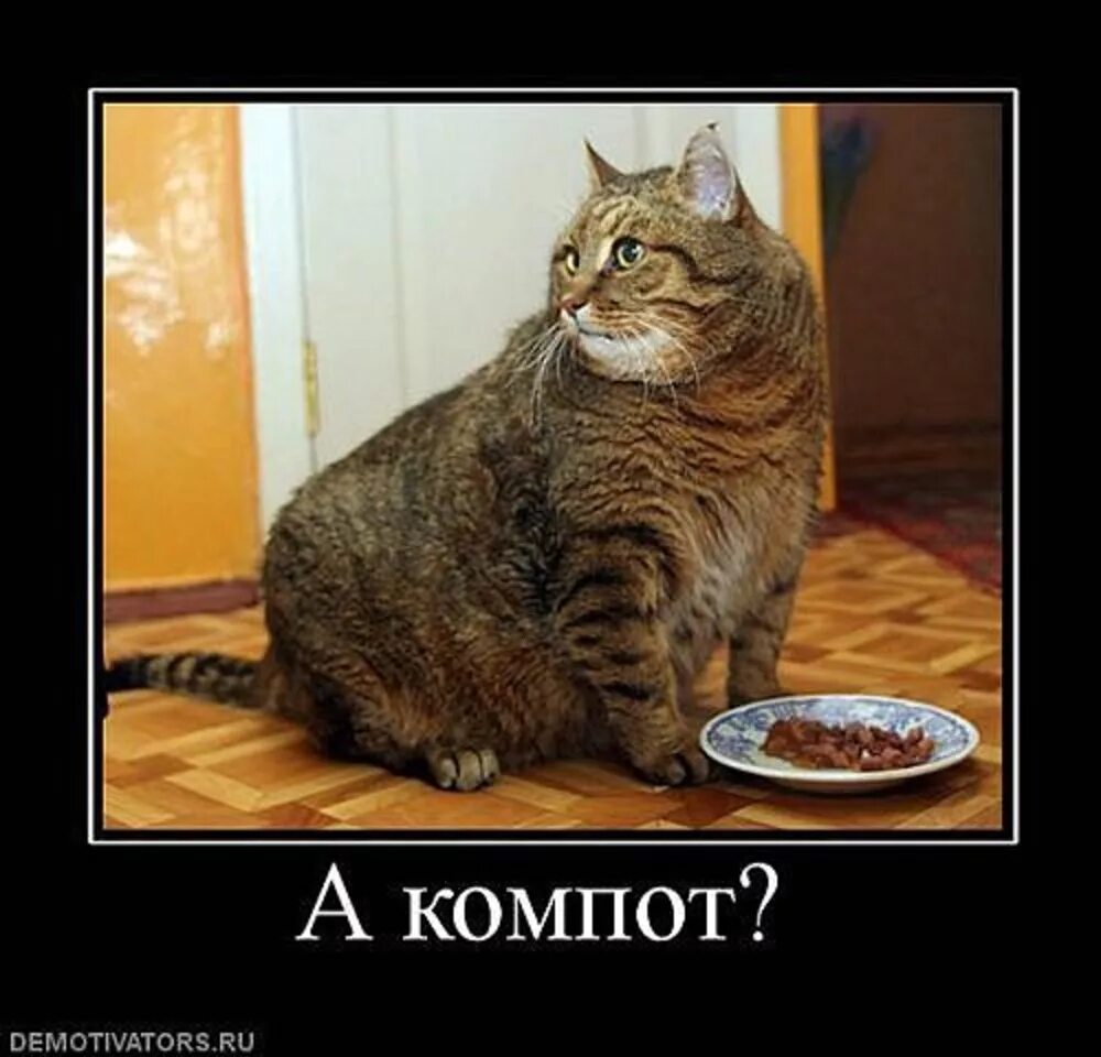 Котэ представляет про животных. Коты демотиваторы. жирный кот демотиватор. котэ одобряет. демотиватор толстый котик.