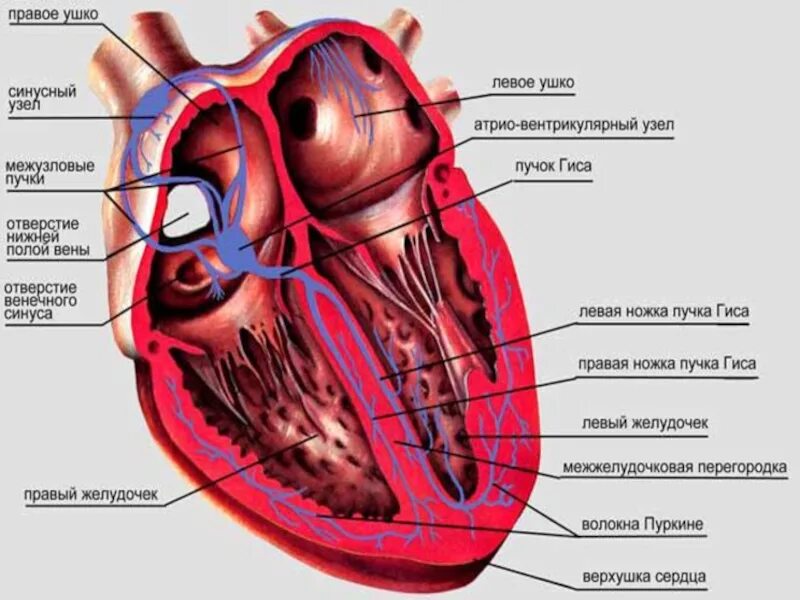 Миокард правого предсердия. Проводящая система сердца синусовый узел. Строение сердца синусовый узел. Топография сердца Проводящая система. Физиология сердца человека анатомия.