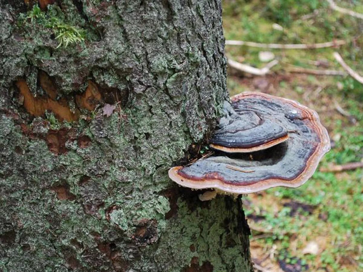 серая жаба трутовик окаймленный. гриб трутовик на березе. трутовик лускатий. жук трутовик. серая жаба трутовик окаймленный.