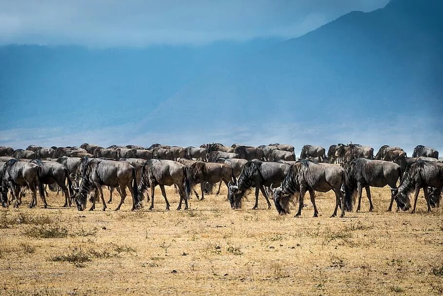 Гора гну. Антилопа гну сафари Танзания. Парк Серенгети в Танзании антилопа гну.