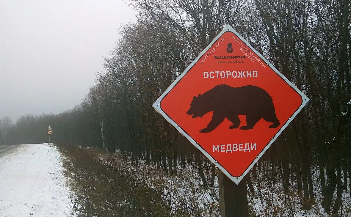 Осторожно медвежонок осторожно. Осторожно медвежонок осторожно. Осторожно, медведь!. Осторожно медведи объявление. Внимание медведь.