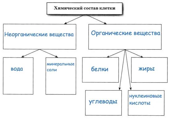 Химический состав клетки функции веществ