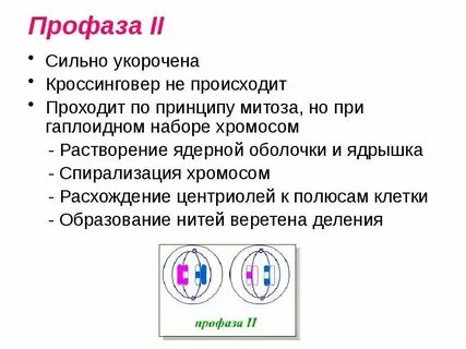 Происходит кроссинговер митоз и мейоз