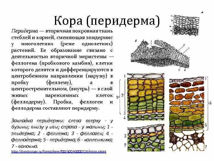 Покровная строение и функции. Эпидерма и перидерма. Покровные ткани растений перидерма. Покровная ткань перидерма образована. Перидерма клетки тканей растений.