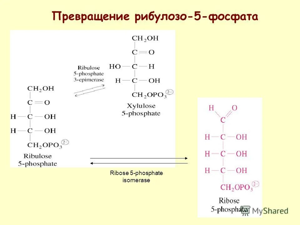 Превращения фосфатов. Схема превращения глюкозо 6 фосфат. Из рибозо фосфат в рибулозо 5 фосфат. Рибулозо 5 фосфат формула. Синтез гистидина из рибозо 5 фосфат.