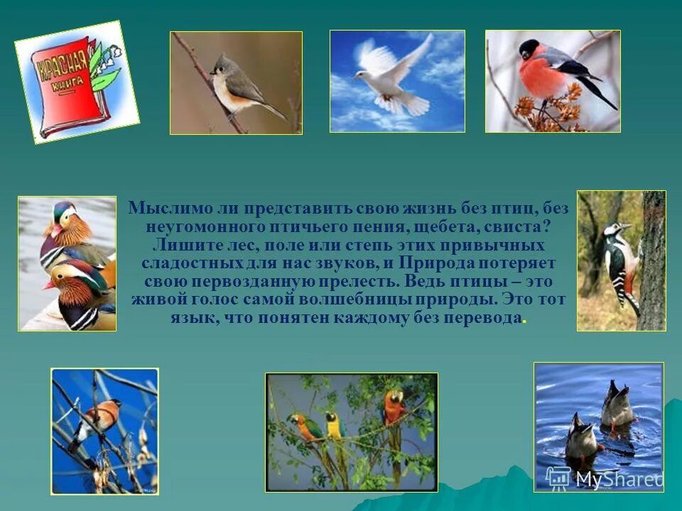 мир без птиц. мир без птиц. журавль в небе. рисунок сохраним мир птиц. мир птиц надпись.