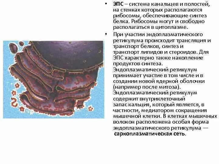 Синтез белка шероховатая эпс. Эндоплазматическая сеть цитология. Эндоплазматическая сеть и рибосомы. Гладкая эндоплазматическая сеть содержит рибосомы. Система ЭПС эластичный псевдокипящий слой.