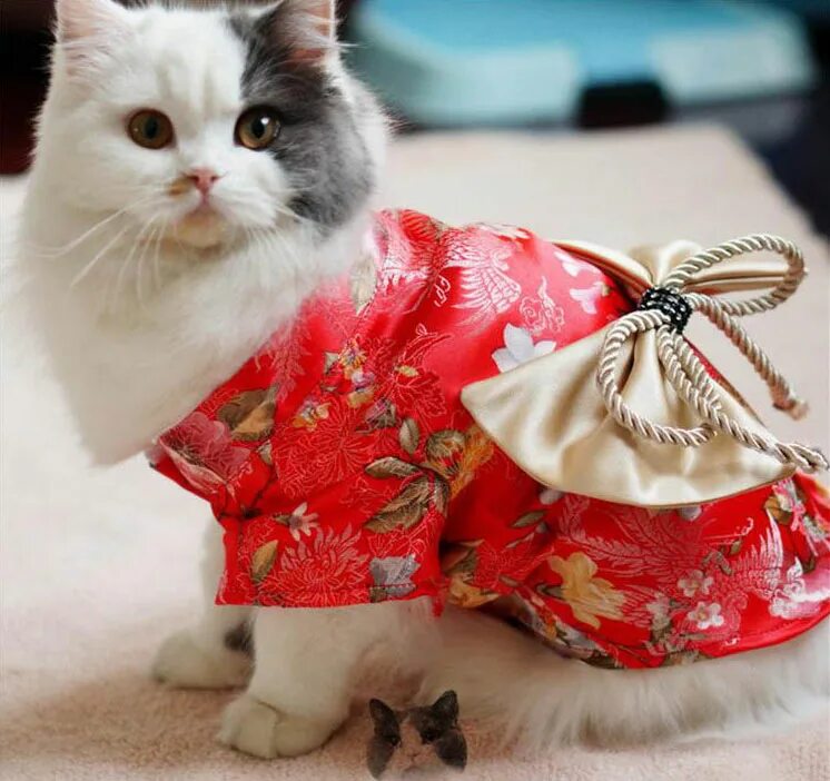 гламурная кошка. нарядные платья для кошек. кошка в платье. одежда для кошек. кошка в платье.