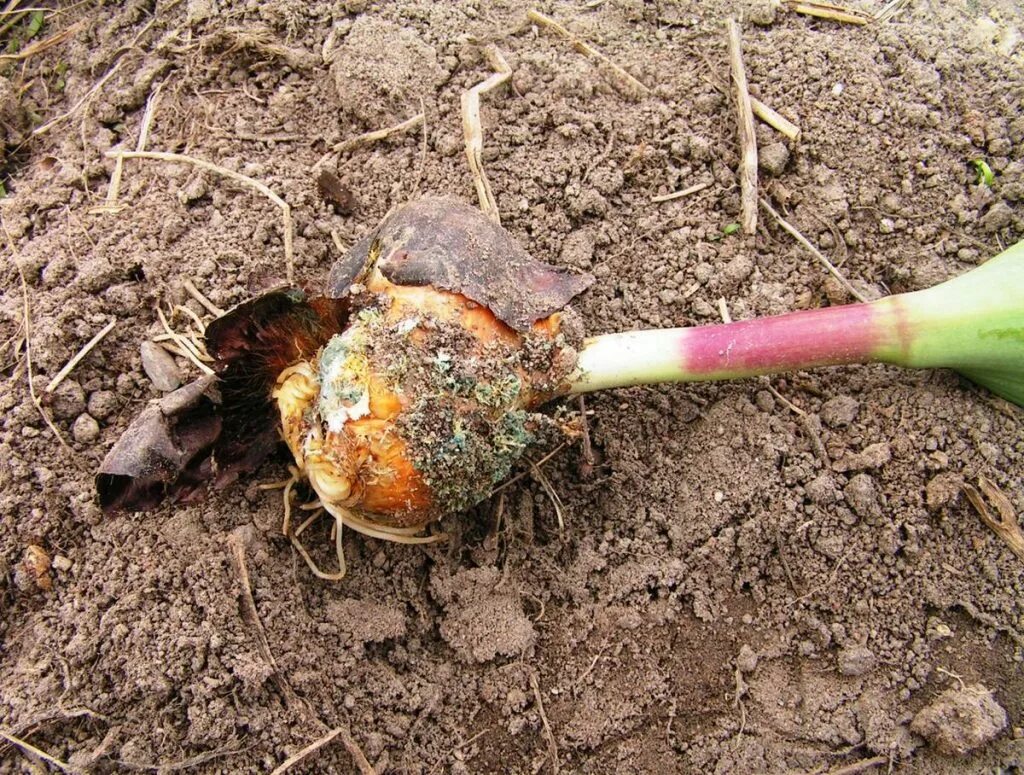 Болят луковицы. Фузариоз луковиц гладиолусов. Пенициллезная гниль луковицы тюльпана. Пенициллезная гниль тюльпанов. Болят луковицы.