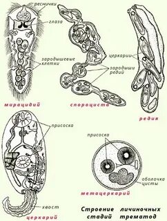 Мирацидий спороциста редия церкарий