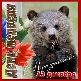 Открытки с днем медведя 13 декабря