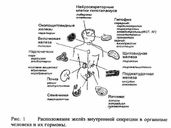Эндокринная система (железы внутренней секреции-гормоны). Эндокринная система таблица железы гормоны. Эндокринная система органы и функции таблица. 8 Кл биология железы внутренней секреции.