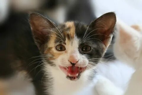 Звук котят мяуканье слушать для кошки живой