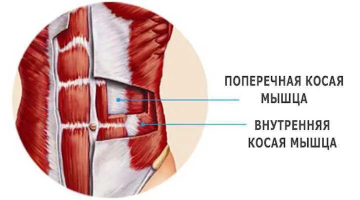 Поперечная мышца живота. Поперечная мышца живота анатомия. Поперечная мышца живота анатомия функции. Поперечная мышца живота (musculus transversus abdominis). Поперечная мышца живота и внутренняя косая мышца.