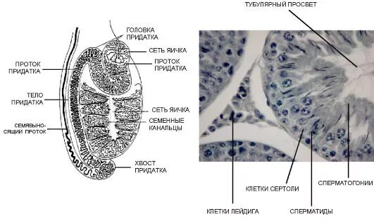 Семенник яичко гистология строение. Строение придатка семенника гистология. Строение семенника анатомия. Строение яичка гистология. Размеры придатков яичек