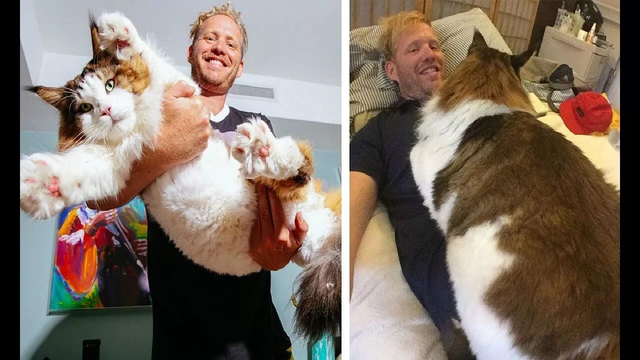 Have You Met The Largest Cat From NYC? He Is Catstradamus! - YouTube