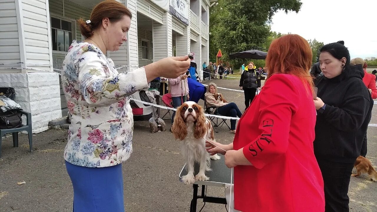 Выставка собак Тамбов. Выставка собак Тамбов 2023. Выставка собак Тамбов 2020-. Фотосессия на собачьей выставке. Выставка собак ростов 2024