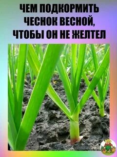 Сколько нужно мочевины для подкормки чеснока