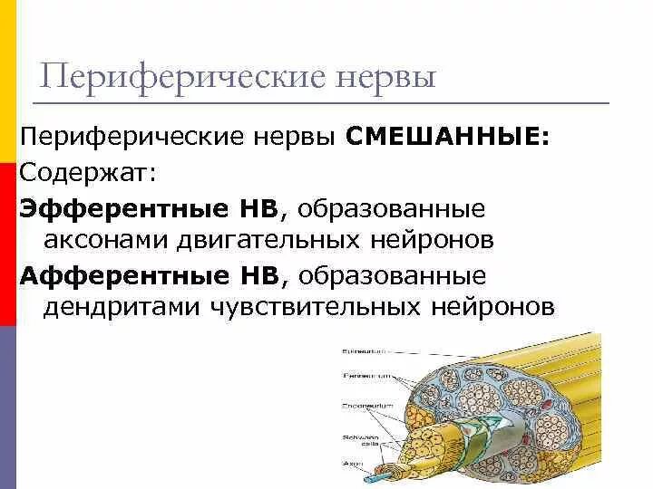 Периферические нервы симптомы. Нервные волокна периферической нервной системы. Смешанный периферический нерв. Периферических нервов. Периферическая нервная система.