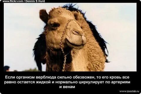 Интересные факты о верблюдах