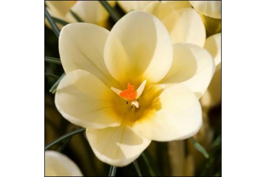 Crocus Chrysanthus ' CREAM BEAUTY ' 8 Bulbs Etsy in 2021 Onion flower, Planting 