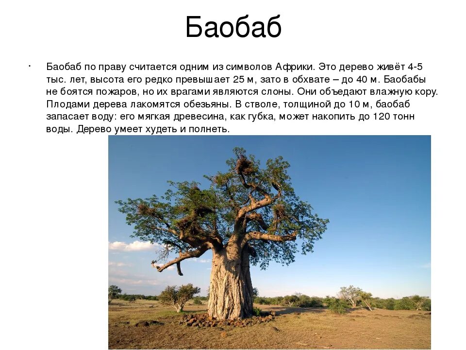 Воспользуйтесь текстом живет на свете баобаб. Растения Африки баобаб. Баобаб растение в Африке описание. Баобаб краткая характеристика. Баобаб дерево описание.