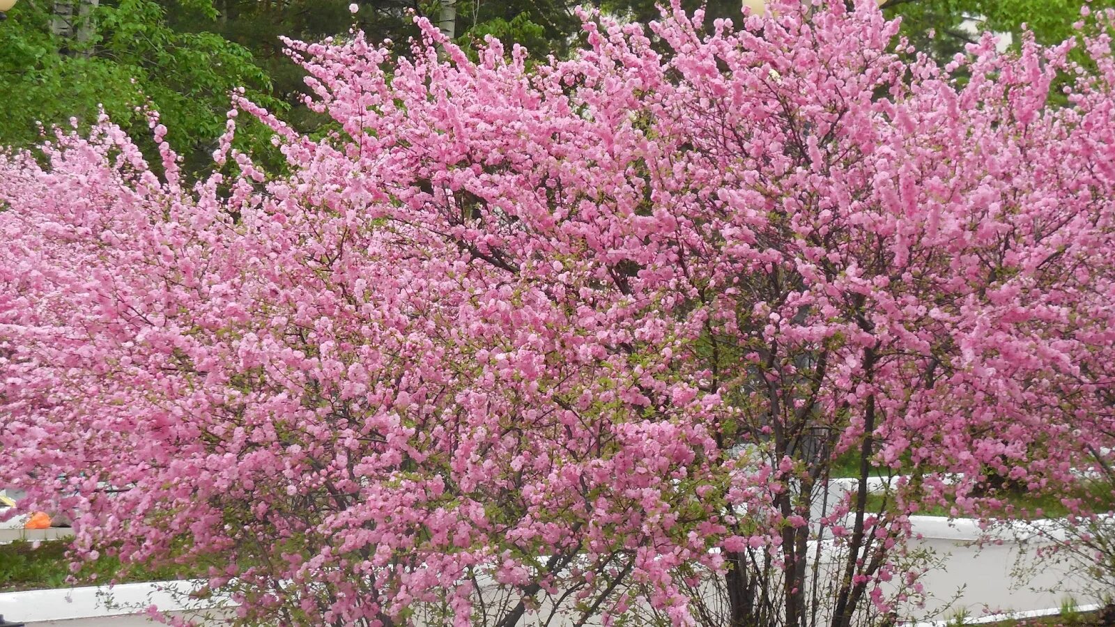 Кустарник цветущий розовыми цветами ранней весной. Миндаль трехлопастный луизеания. Бобовник Луизиания. Миндаль трехлопастной (Луизиания). Миндаль декоративный кустарник.