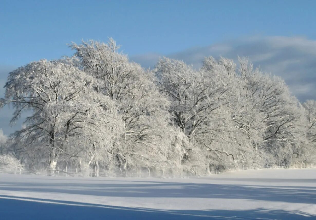 Винтер Сноу. Деревья в снегу. Зимняя природа. Зимнее дерево. Каким бывает декабрь