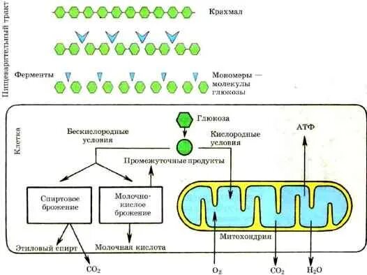 Схема расщепления Глюкозы. Общая схема расщепления Глюкозы. Общая схема расщепления Глюкозы рис.