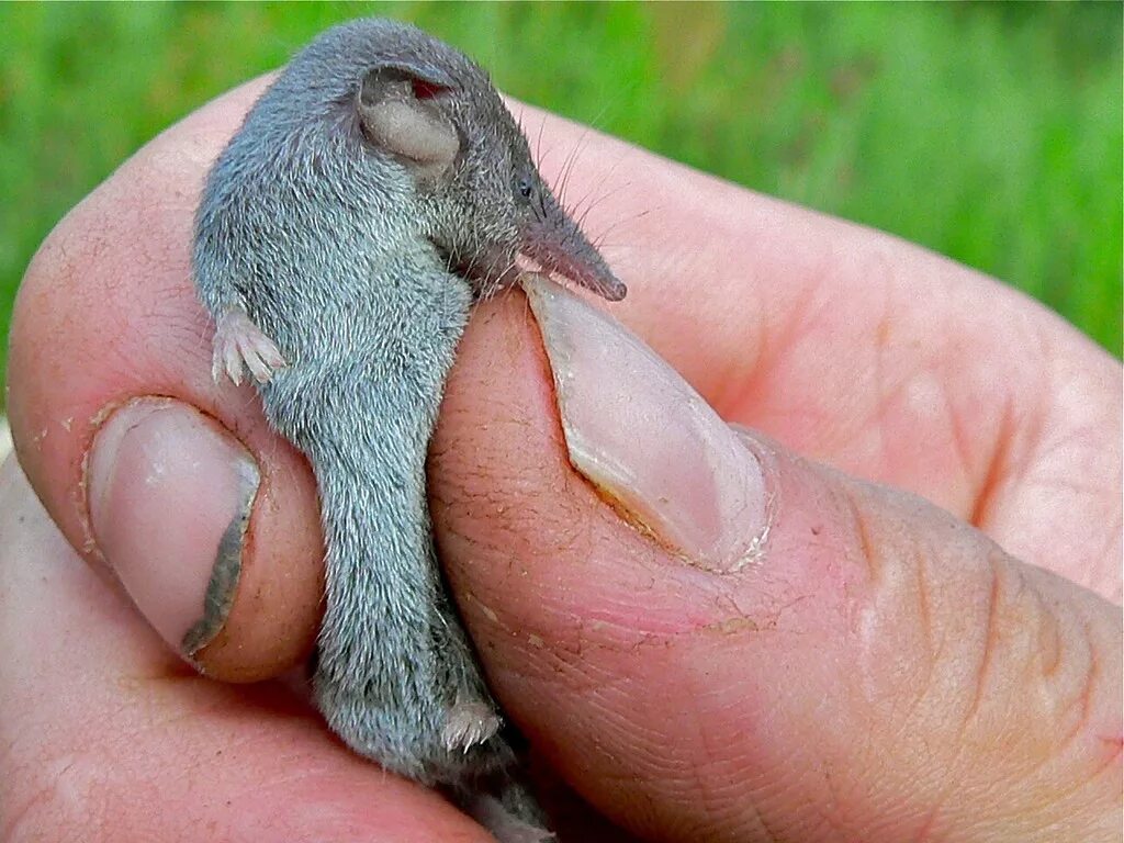 карликовый поссум. карликовый кускус. австралийский карликовый кускус. обезьяна белоухая игрунка. карликовая обезьянка игрунка.