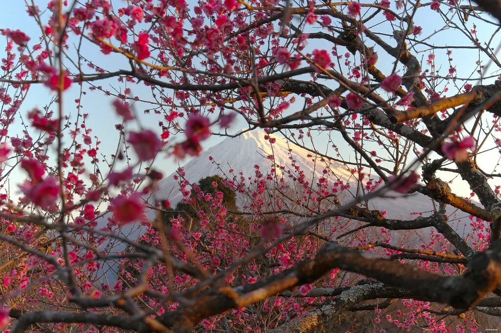 Plum blossom. Японская слива Киото. Персик Киото. Plum Blossom Japan. Plum Blossom over a Hinomaru.