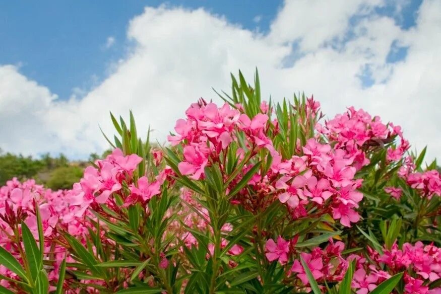 Олеандр (nerium oleander). Олеандр картинка. Олеандр обыкновенный. Алехандр обыкновенный. Олеандр растение.