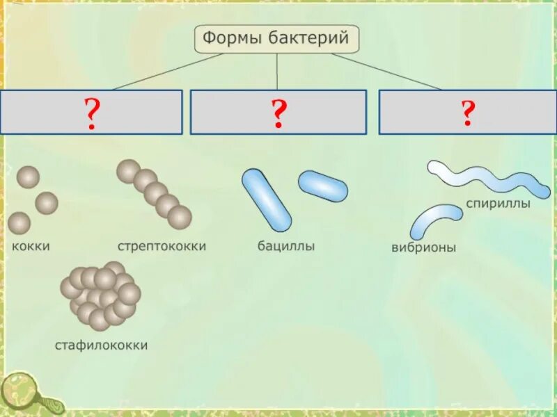 Бациллы спириллы вибрионы. Формы бактериальных клеток кокки. Бактерии формы бактерий. Форма бактерии кокки. Виды бактерий 7 класс биология